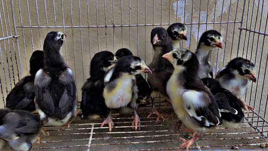 thai aseel chiks for sale