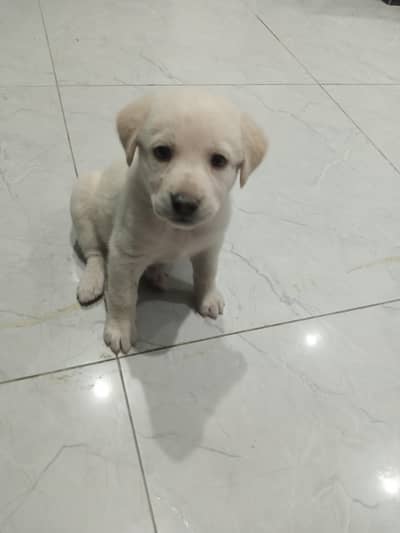 LABRADOR RETRIEVER PUPPIES FOR SALE