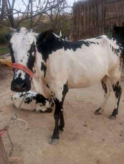 puere fathajangi wehar 2nd timer full tiar