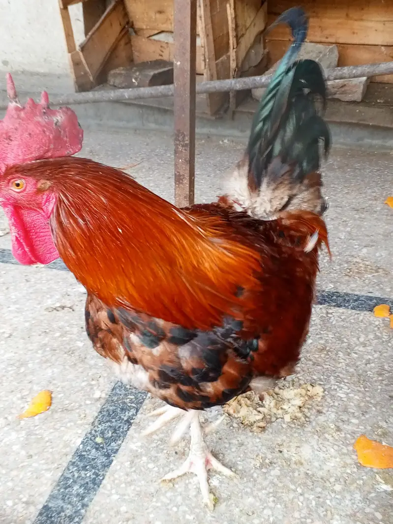 Aseel black Hen. Pure Desi Murghia — photo 5