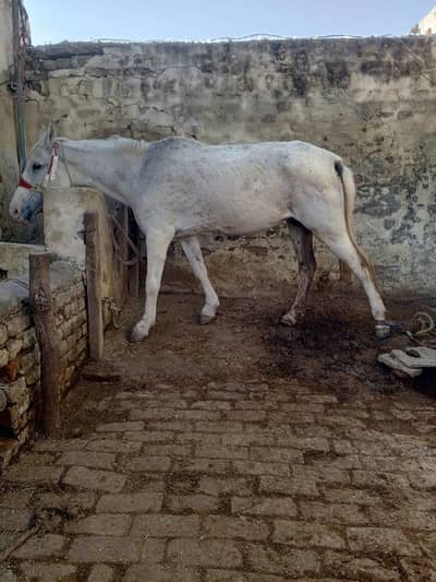 Female Pregnant Horse for Selll