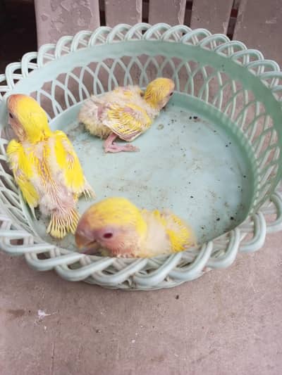 love bird lotino chicks
