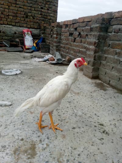 white aseel for sale