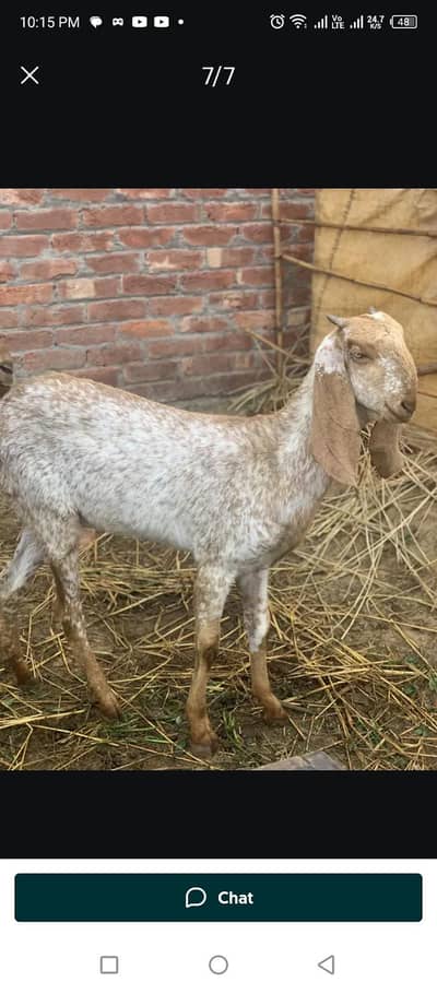 desi makkhi chini pure active healthy