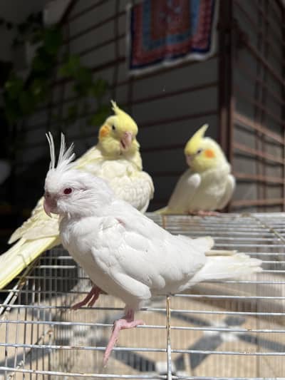 Quality Handtamed Cocktail For Sale Common White + Eno