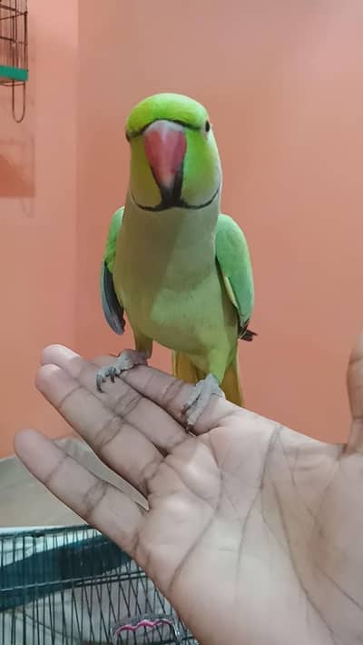 ring neck talking male friendly talking male for sale