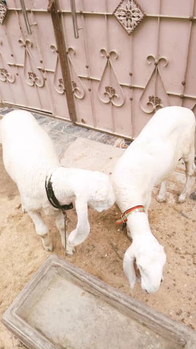 Pure larkany k dumby