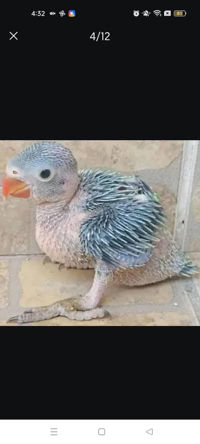 ringneck babies & pair 03248203246