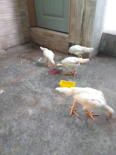 German  white shamo chicks for sale, mobile no 03061760981