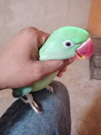 Raw parrot male patha learning age Start talking