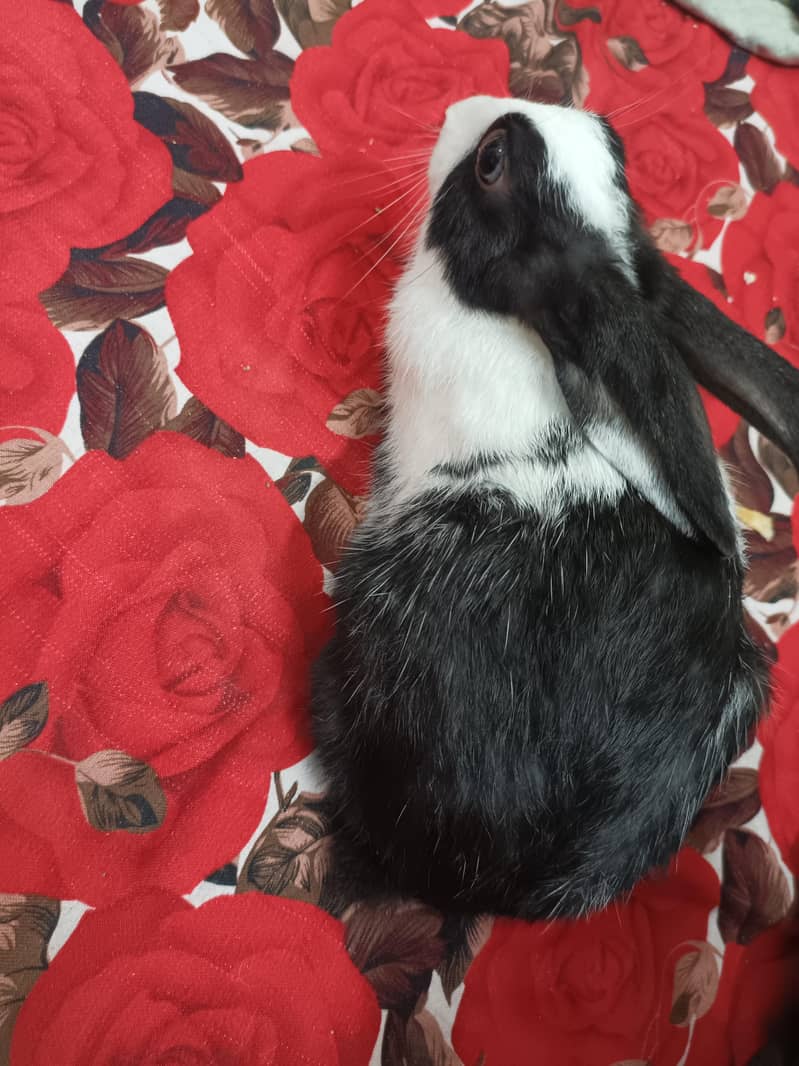 rabbit 1