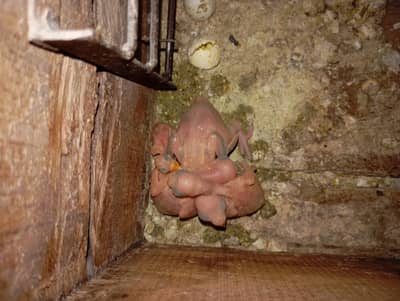 geeen ringneck chicks