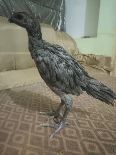 ice blue dragon for sale healthy active