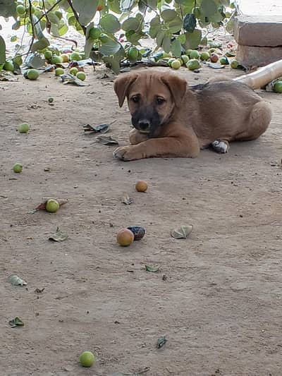 Mixed German Shepard