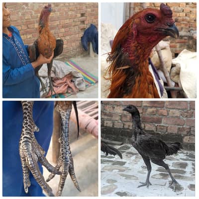 Blue dragon ice blue Dragon