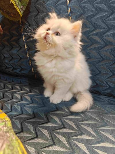 KITTEN PERSIAN