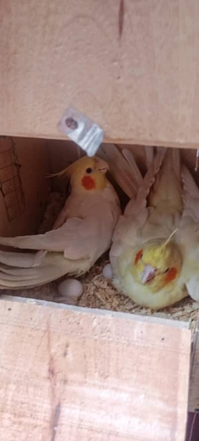 cocktail 100% confirm breeder pair