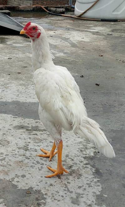 aseel white for sale