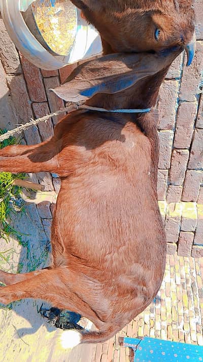 ghr ki desi bakri 03131620186 is pr rabta kry video ka lya