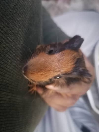 Guinea pig For sale