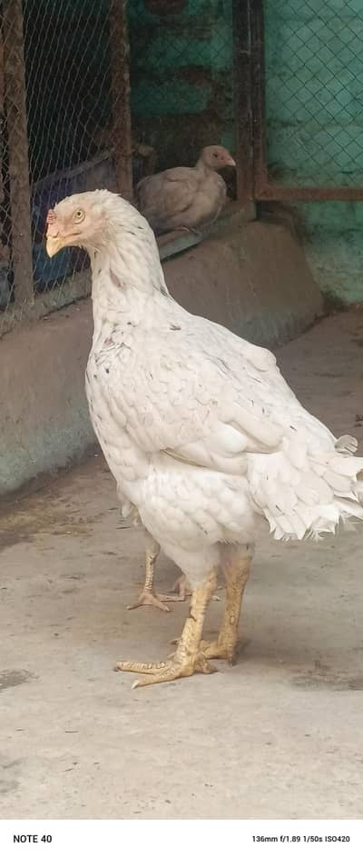 shamoo aseel madi hai