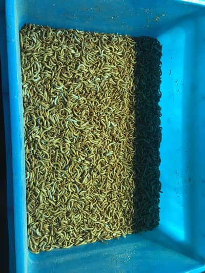 Meal worms
