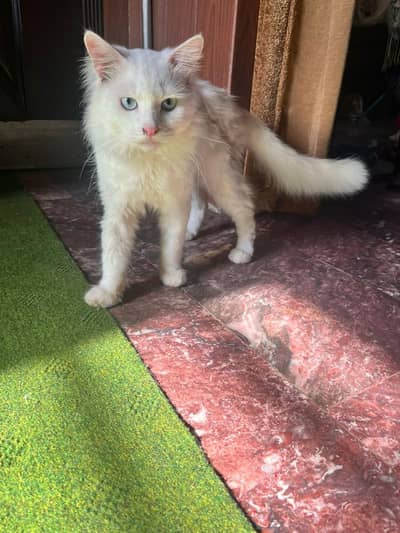 Persian male cat