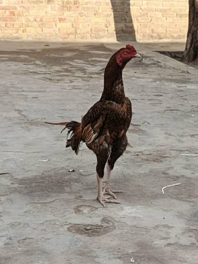 asil murga miyanwali