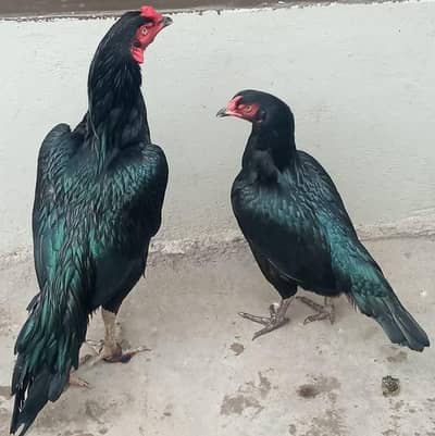 black lassani pair  lassani  pair antique  shoq khatam shoqen rbt ky