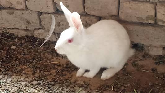 Pure White red eyes Rabbit