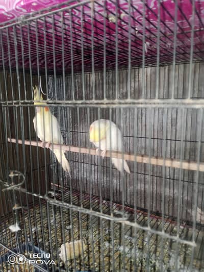 Cocktails and tcb bajries