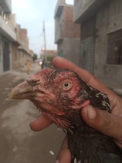 basheer prbana wali madi