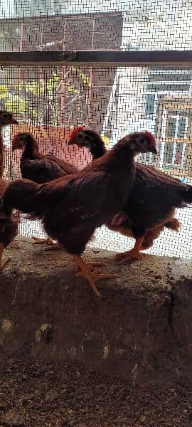 RIR HERITAGE (RHODE ISLAND RED)