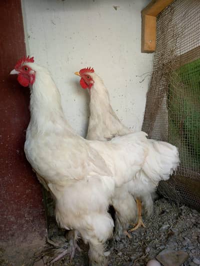 white bentam pair for sale