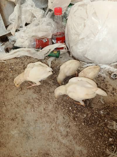 pure aseel and heera chicks