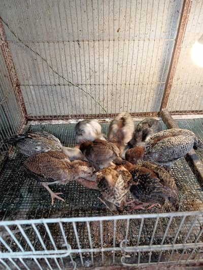 pure aseel and heera chicks