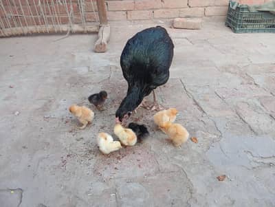 اصیل مرغی میاں والی تین بچے فینسی چار اصیل بچے فل ایکٹو اٹو بلال ت