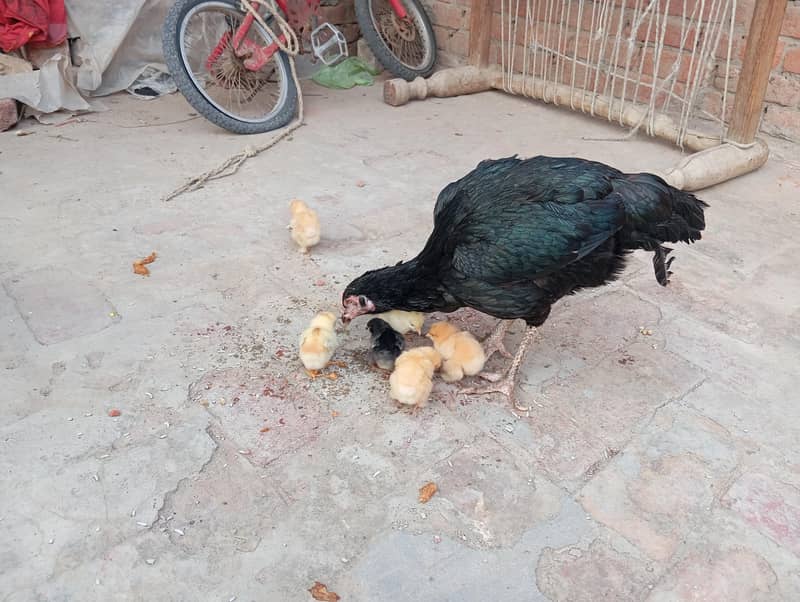 اصیل مرغی میاں والی تین بچے فینسی چار اصیل بچے فل ایکٹو اٹو بلال ت 1