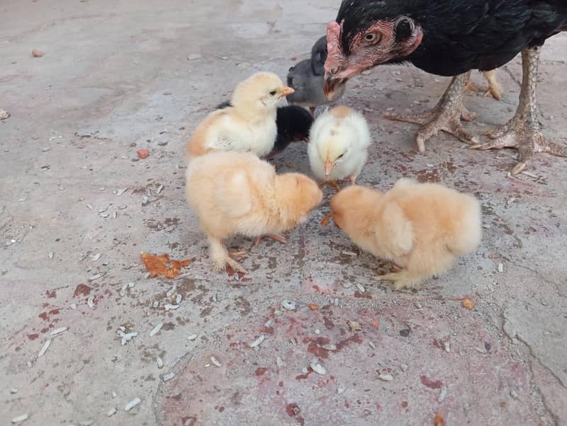 اصیل مرغی میاں والی تین بچے فینسی چار اصیل بچے فل ایکٹو اٹو بلال ت 2