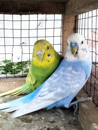 Budgies/Australian Ready to Breed Pair