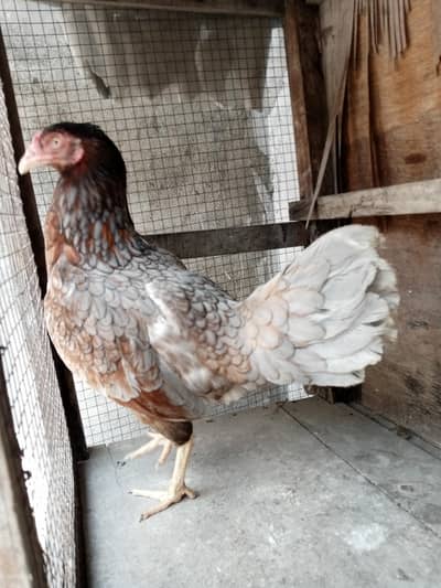 Aseel murgi eggs de rhii hai