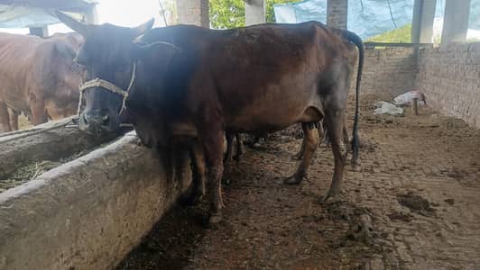 ferision sahiwal cross