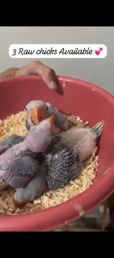 raw chicks 14000 per piece