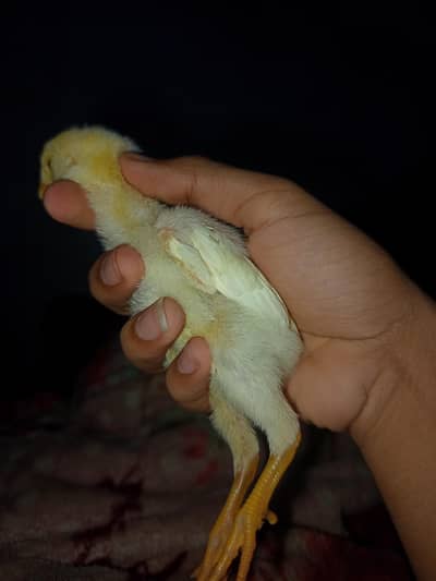 Pure Shamo Aseel chick