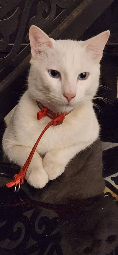 Rare Turkish Khao Manee Mix - Stunning Sapphire Blue Eyes + Full Kit