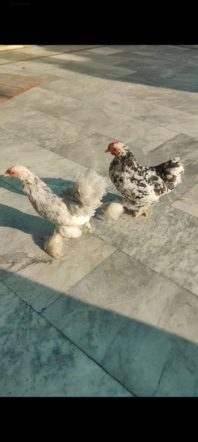 molted bantam pair(black /blue )