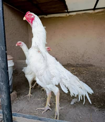 white German Shamo trio set