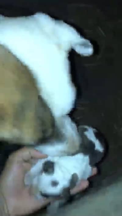 American Bully Bulldog Breed