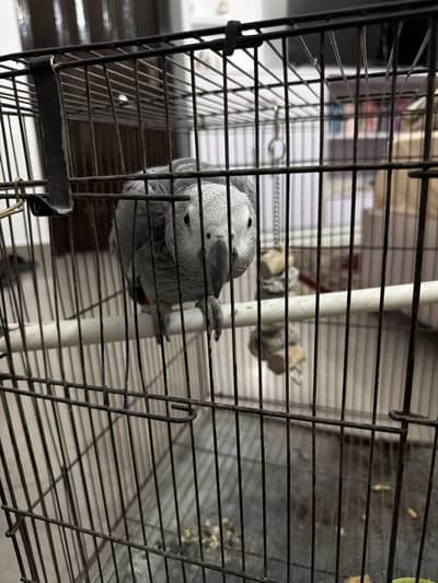 African Grey for Sale