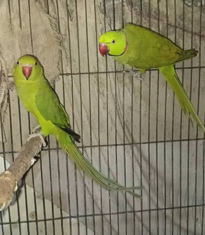 Green Parrot Chicks Pair